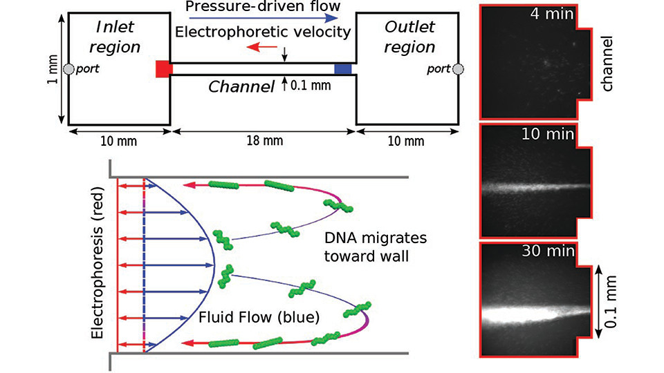 Electro-hydrodynamic migration drives the concentration of DNA