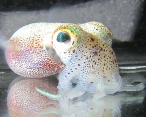 Hawaiian bobtail squid. Photo courtesy of UF/IFAS Jamie Foster from the Space Science Lab in Merrit Island